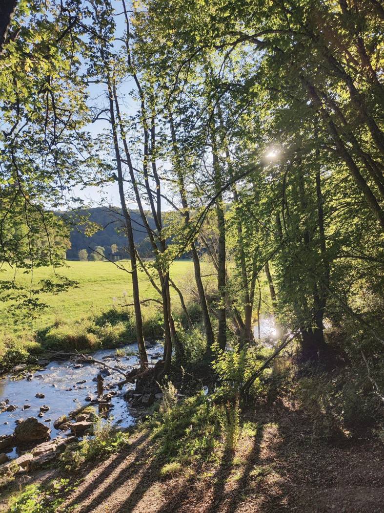 Sonnenlicht fällt durch Bäume an einem Bach, dahinter eine Wiese